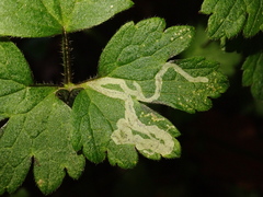 Phytomyza ranunculi