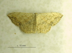 Scopula pulchellata rufinubes