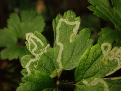 Phytomyza ranunculi