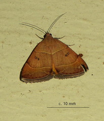 Plecopterodes moderata