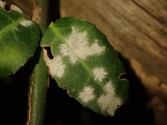 Erysiphe euonymicola