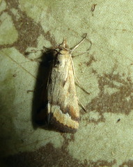 Achyra coelatalis