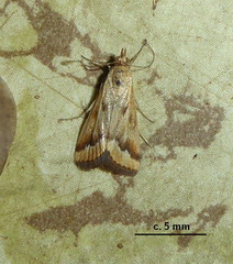 Achyra coelatalis