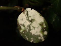 Erysiphe euonymicola
