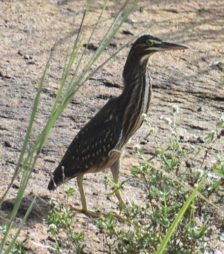 Little Heron