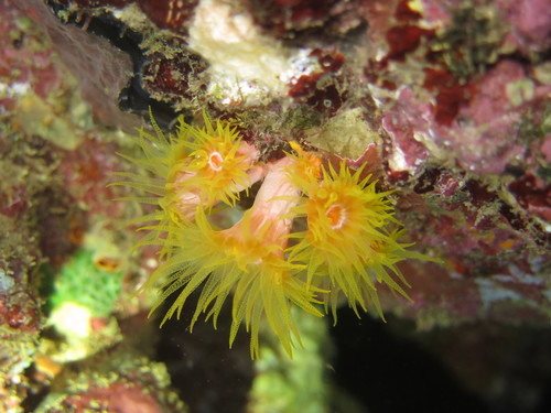 Rhizopsammia verrilli · iNaturalist