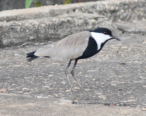 Spur-winged Lapwing