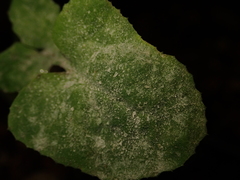 Golovinomyces sonchicola