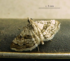 Glyphodes onychinalis