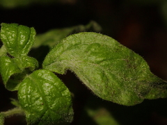 Podosphaera parietariae