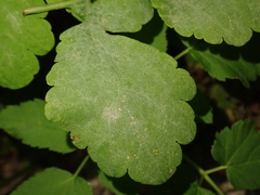 Erysiphe macleayae