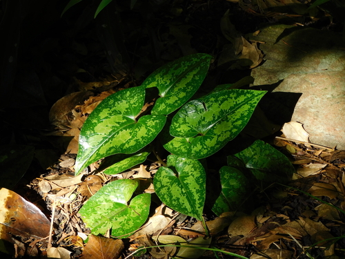 Asarum kumageanum iNat (3)