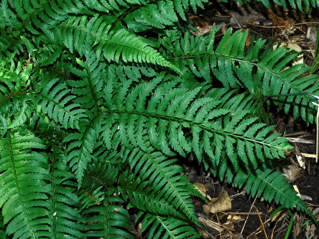 Trifid holly fern