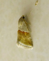 Eublemma seminivea