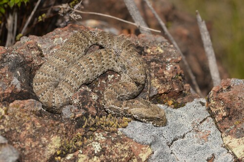 Southern Death Adder sighting