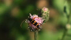 Strangalia attenuata