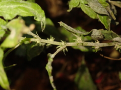 Podosphaera parietariae