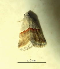 Eublemma seminivea