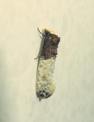 Trichophaga tapetzella