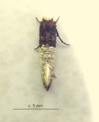 Trichophaga tapetzella