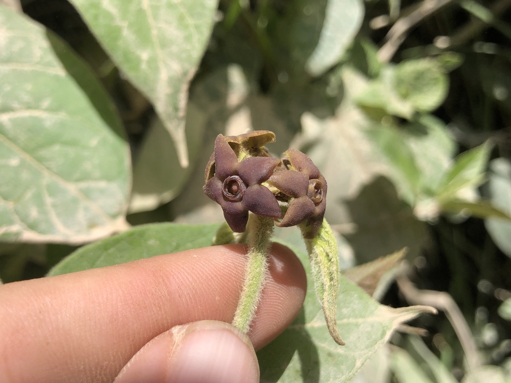 Oxypetalum retusum