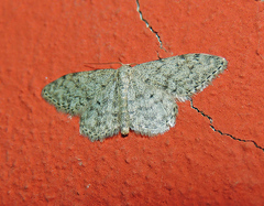 Idaea typicata