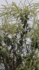 Asterohyptis stellulata