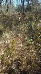 Rhynchospora cephalantha