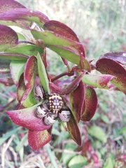 Orsilochides scurrilis