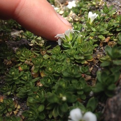 Arenaria oresbia