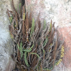 Asplenium resiliens
