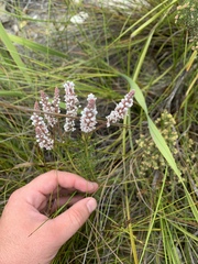 Spatalla racemosa