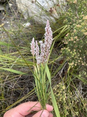 Spatalla racemosa
