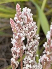 Spatalla racemosa
