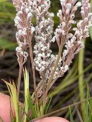 Spatalla racemosa