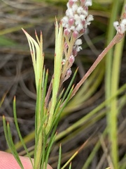 Spatalla racemosa