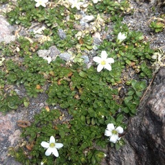 Arenaria oresbia