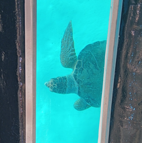 Caretta caretta