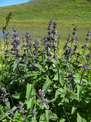 Stachys balansae