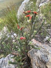 Erica massonii