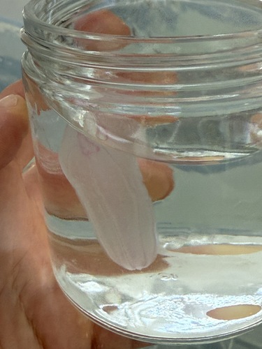 Northern Comb Jelly