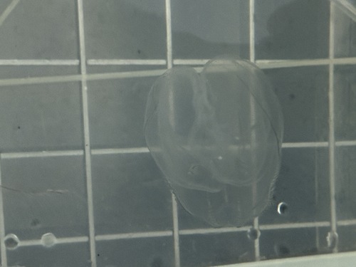 Common Northern Comb Jelly