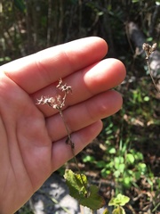 Conoclinium coelestinum