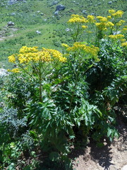 Jacobaea othonnae