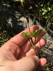 Conoclinium coelestinum