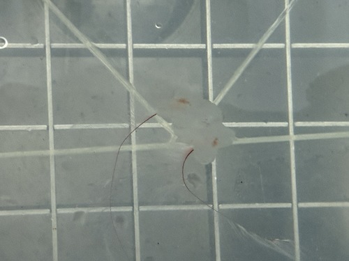 Arctic comb jelly