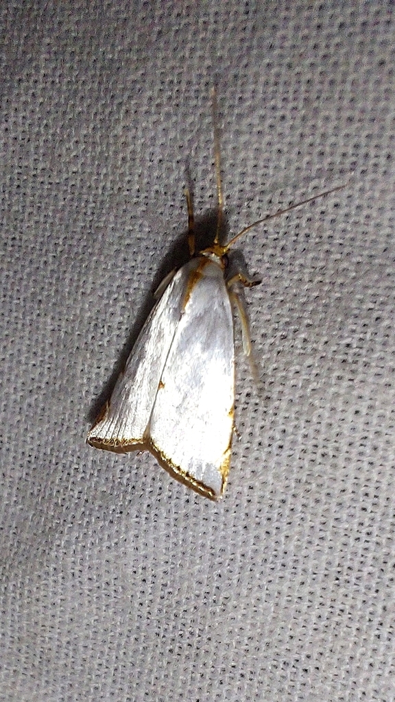 Argyria opposita