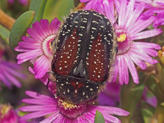 Trichostetha bicolor