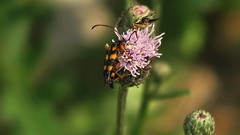 Strangalia attenuata