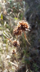 Rhynchospora cephalantha